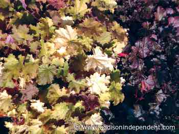 Ask a Master Gardener: What to plant in a shade garden - Addison County Independent