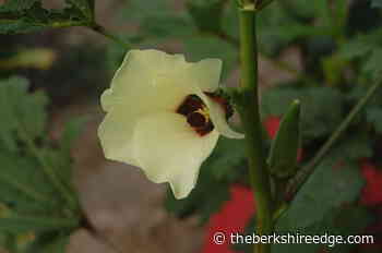 GARDENER'S CHECKLIST: Week of June 2, 2022 - theberkshireedge.com