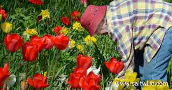'A gift to the city': meet the 90-year-old gardener of this iconic Battery Road, St. John's homestead - Saltwire