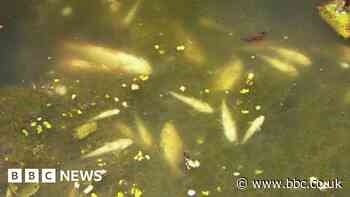 Dozens of fish dead after Lancaster Canal slurry spillage