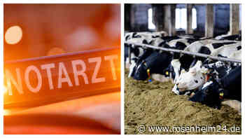 Tragischer Unfall auf Bauernhof: Kind (10) leblos in Stall gefunden - tot