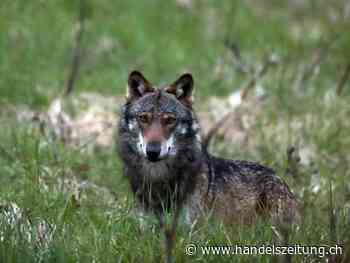 Uri bläst zur Jagd auf einen Wolf