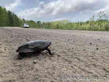 Turtles Kingston making it easier for locals to save injured turtles - Kingstonist