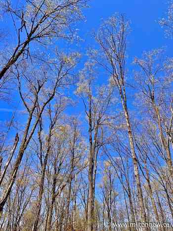 Milton's best kept secret | FM101 Milton Now - Milton Now