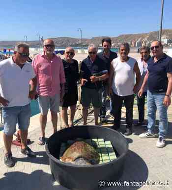 Crotone: Recuperato questa mattina uno splendido esemplare di Caretta Caretta - Fantapol News
