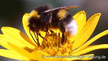 Glyphosat beeinträchtigt Brutpflege von Hummeln