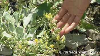 Climate change is coming to your backyard garden