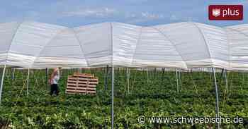 Kreis Ravensburg: Gewerkschaft informiert Erntehelfer - Schwäbische