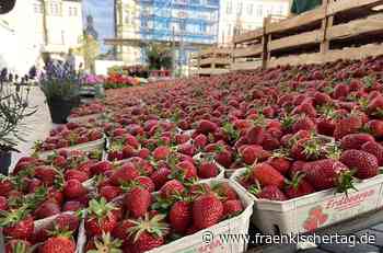 Erdbeeren locken auf den Coburger Wochenmarkt - Fränkischer Tag