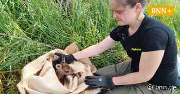 Drohne rettet Bambi in Marxzell-Burbach das Leben - BNN - Badische Neueste Nachrichten