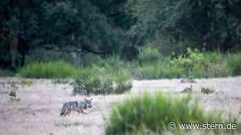 Döberitzer Heide: Wolfsrudel vor Berlin größer als gedacht - STERN.de