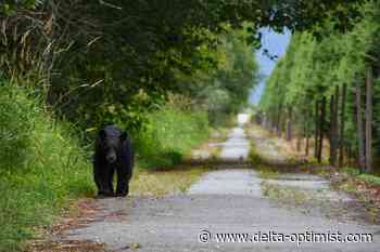 Canada ranked third best country for animal crossings - Delta Optimist