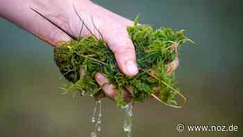 Auf zunächst 30 Hektar Fläche: Nabu will Hochmoor in Papenburg sanieren: Politik stimmt zu - NOZ