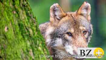 Wolfsburgs Wappentier neu im Jagdrecht: Was das bedeutet