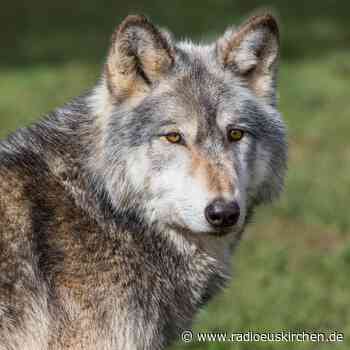 Wolfsnachweis in Simmerath - radioeuskirchen.de