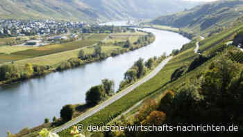 Kampf mit harten Bandagen: Preisdruck drängt deutsche Winzer ins Ausland