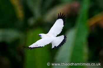 Bird sellers help endangered mynah make a comeback in Bali - The Oldham Times