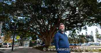 Newcastle Greens councillor John Mackenzie calls for clarity on future of Hunter Street fig trees - Newcastle Herald