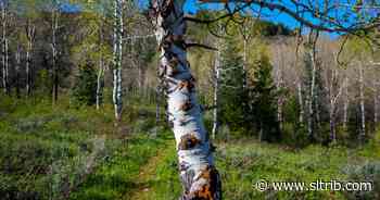 Utah hiking: Discovery Loop Trail near Salt Lake City and Park City - Salt Lake Tribune