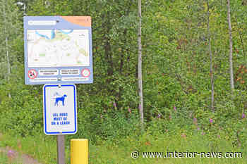 Perimeter Trail to lose some wildfire fuel - Smithers Interior News