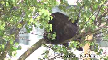 Young Black Bear Spotted In Tree In Frederick