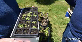 Rhode Island Begins to Go Wild Over Native Plants - ecoRI news