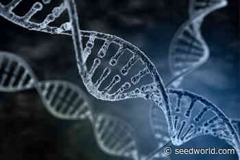 Consumer-Facing Traits Key to CRISPR Acceptance - Seed World