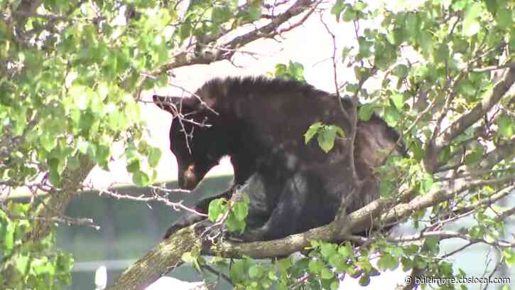 Wildlife Authorities Remove Black Bear From Tree In Frederick