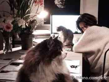 Carlotta Benusiglio, la stilista impiccata: chiesti 30 anni per il fidanzato Marco Venturi - Corriere Milano