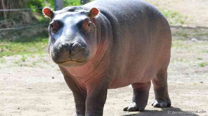 Can You Guess The Weight Of ‘Omo’ The Baby Hippo At The Cheyenne Mountain Zoo?