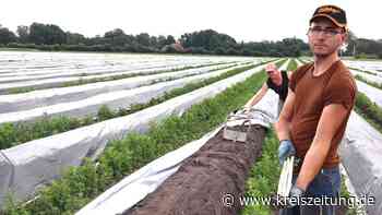 Lieber Spargel essen als kaufen: Mäßige Saison im Landkreis Verden - kreiszeitung.de