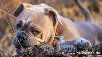 Hund in Essen bricht nach Gassi-Gang zusammen – und stirbt - DER WESTEN