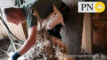 „Wellness-Tag“ für Schafe im Tier- und Ökogarten Peine - Peiner Nachrichten