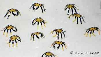 Meet the researchers revolutionizing micro-scale robots for medical use