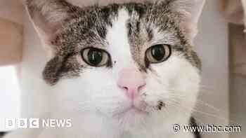 Bumper: Walking regime heals cat hit by car in Cornwall - BBC