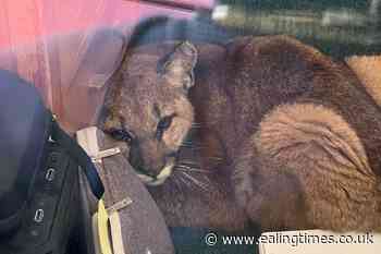 Janitor corrals curious mountain lion in empty California classroom - Ealing Times