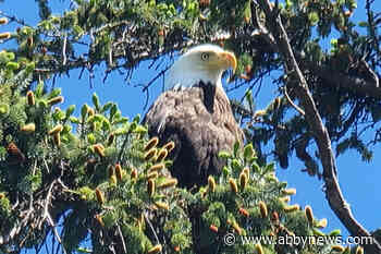 BC eagle lover 'dive bombed' by bald eagle on Vancouver Island – Abbotsford News - Abbotsford News