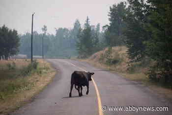 B.C. makes livestock location tracking program mandatory ahead of wildfire season