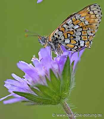 Nachhaltigkeit kann sich rentieren - Wirtschaft - Badische Zeitung