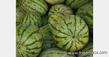 RADA assisting Jamaican growers to solve mystery watermelon disease - FreshPlaza.com