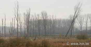 Avondwandeling over verdere ontwikkeling Webbekoms Broek | Diest | hln.be - Het Laatste Nieuws