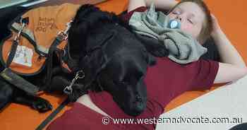 Therapy dogs open autistic kids' world - Western Advocate