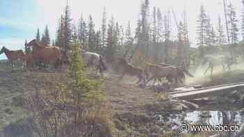 More foals falling prey in southern Alberta this year, says wild horse advocacy group