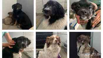 Cottbus: 16 beschlagnahmte Hunde aus Tierheim geklaut - RTL Online