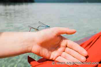 Project Dragonfly: BC citizens asked to report dragonflies - Squamish Chief
