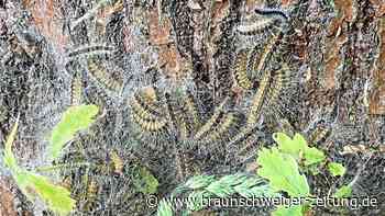 Ein Spinner, der Braunschweig in Atem hält - Braunschweiger Zeitung