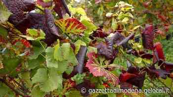 Carpi, l'allarme degli agricoltori «Vigneti malati, aiutateci» - La Gazzetta di Modena