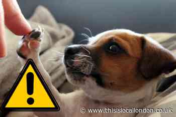 Dog owners warned not to share bed with pets amid spread of ‘untreatable superbug’