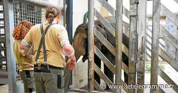 Lorient - Pays de Lorient : les événements du mois de juin à ne pas manquer - Le Télégramme
