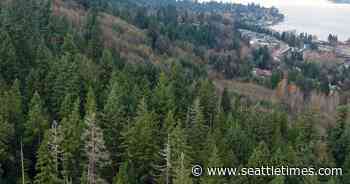 Blockchain company buys $1M in carbon credits generated by Issaquah forest, the biggest such deal in U.S. history - The Seattle Times